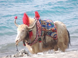 Yak-at-Yumtso-Lake