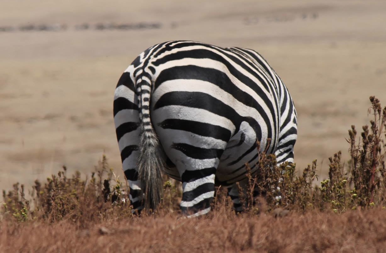 A horse in striped&nbsp;pyjamas
