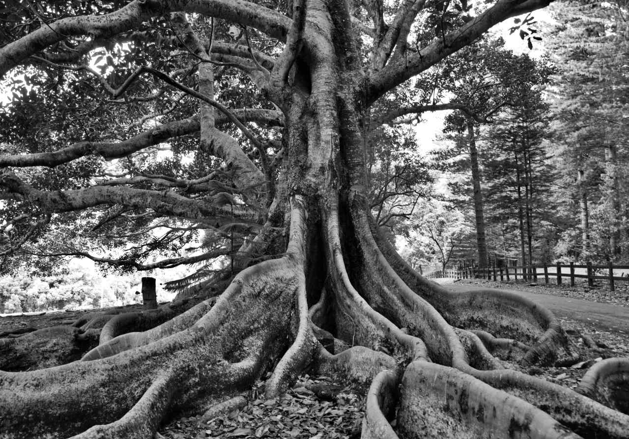 Giant Banyans – sacred to some, awesome to&nbsp;all